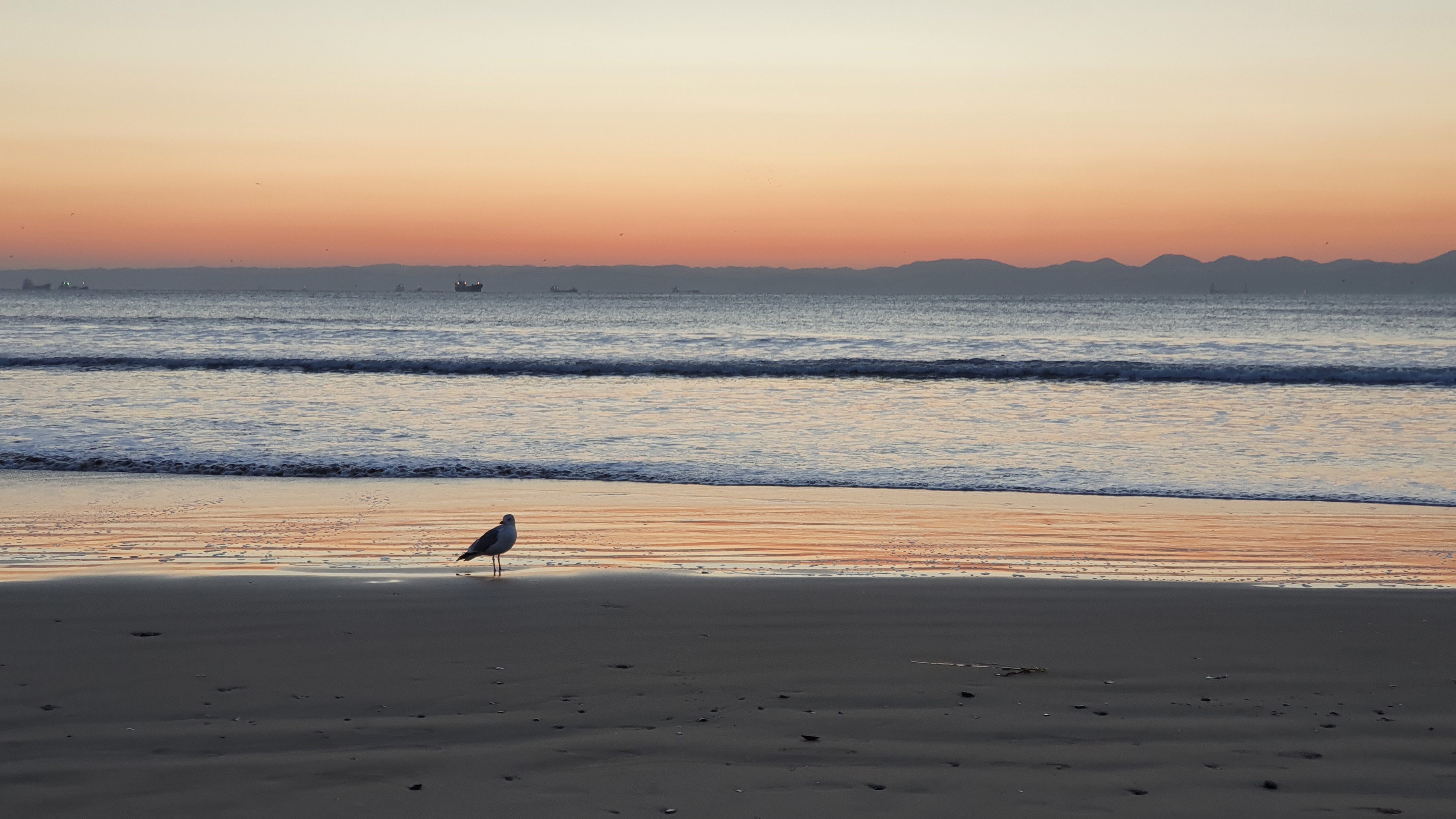 Seagull on Pohang beach at sunrise
