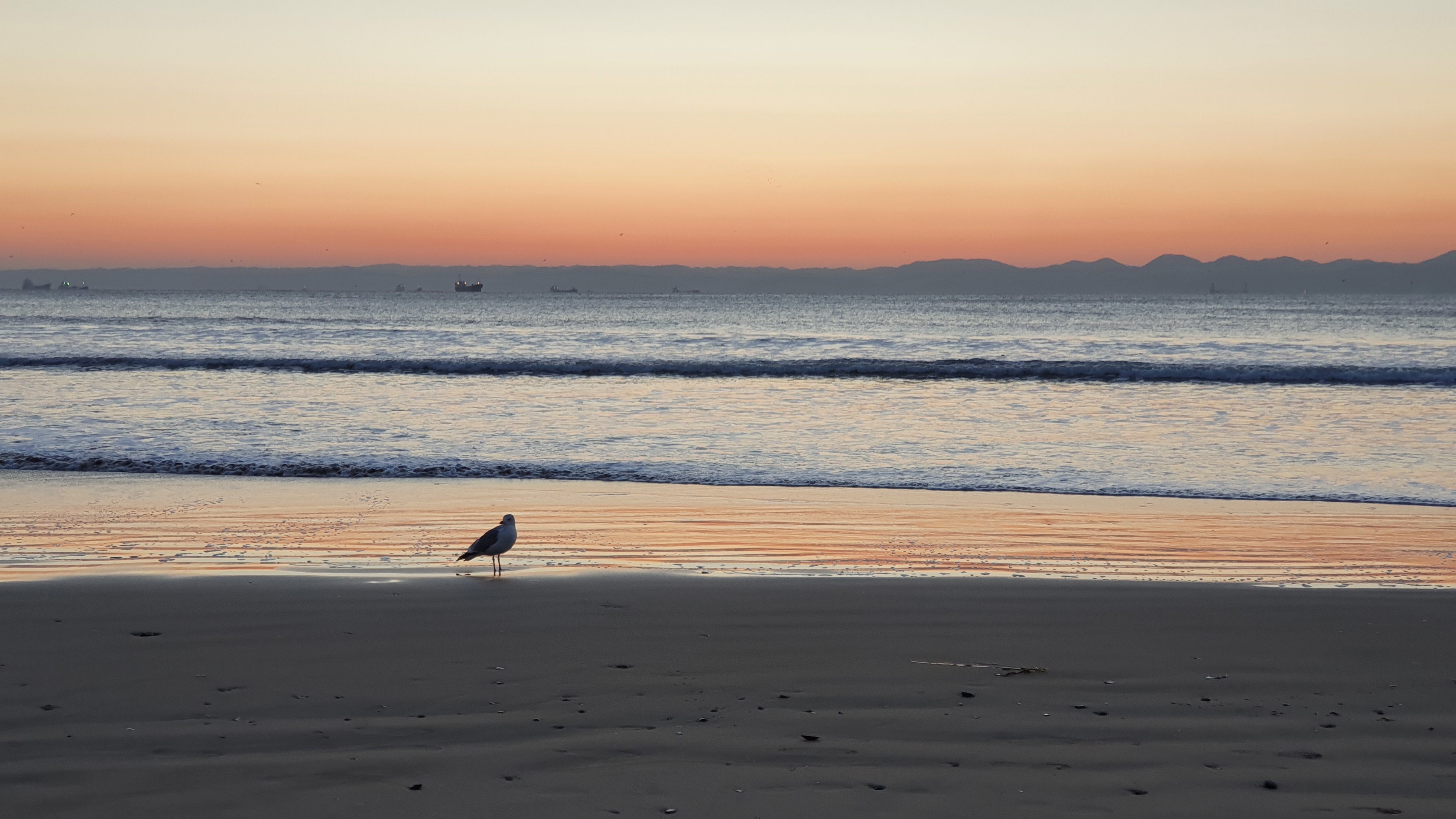Seagull on Pohang beach at sunrise