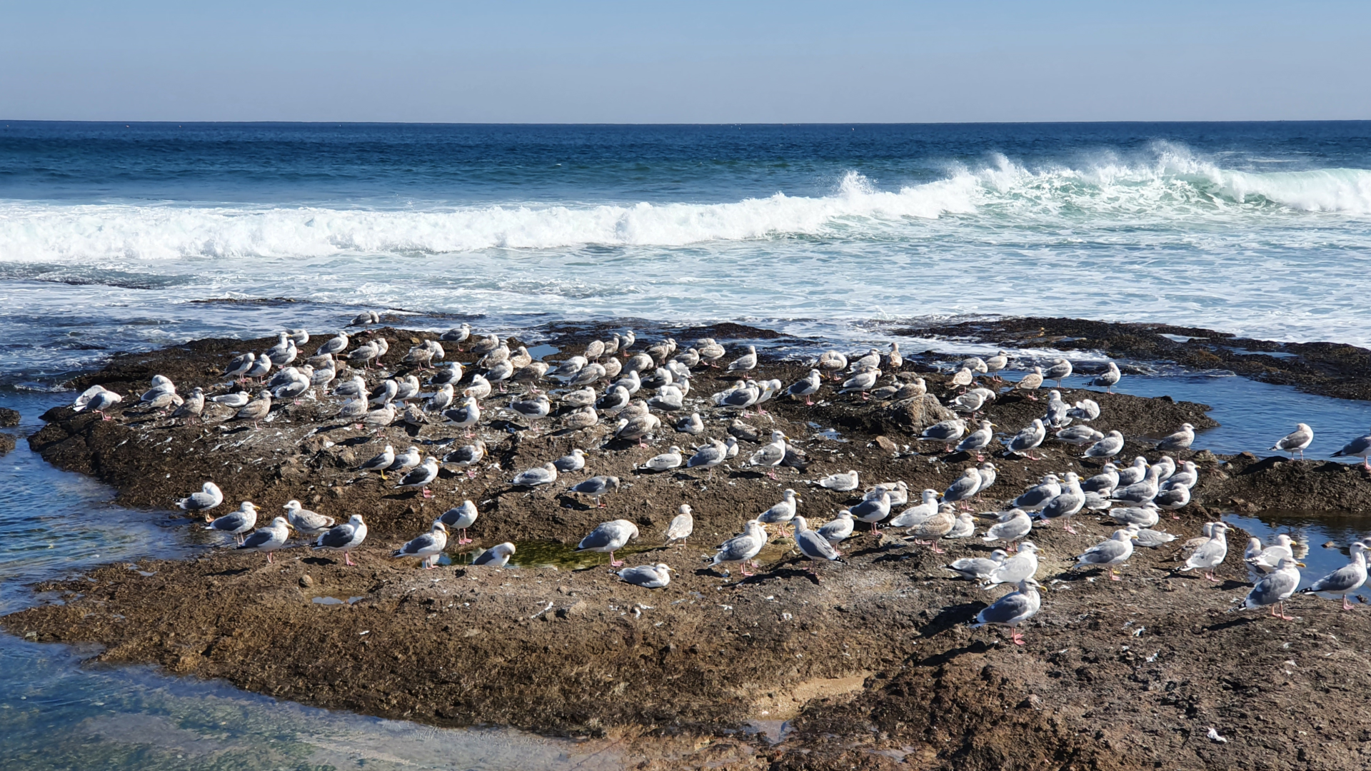 Seagulls resting on rock by ocean